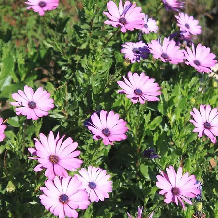 With A Parking Space Rukavac, - 8898 * Vis